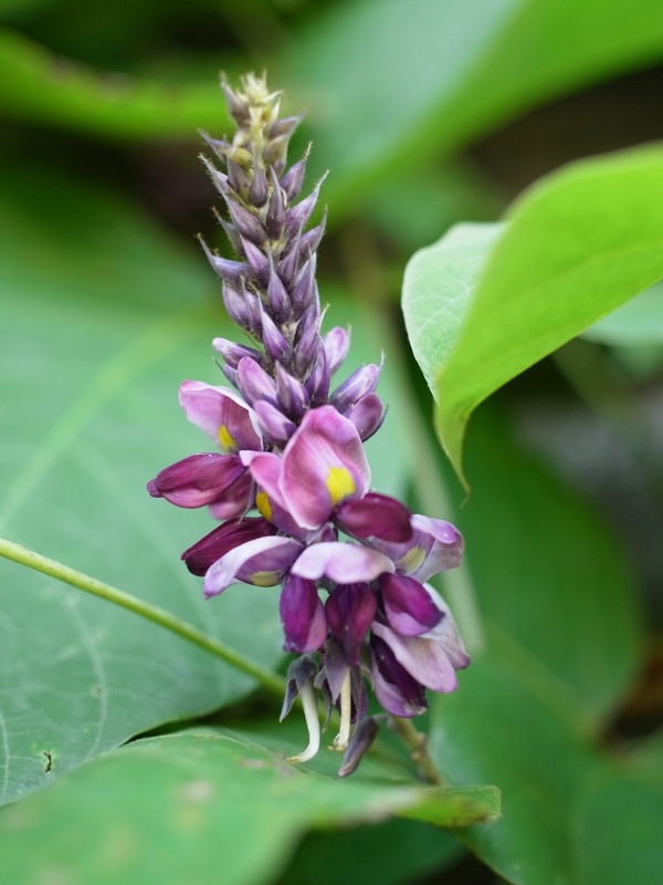 f:id:elmikamino:20110821114804j:image