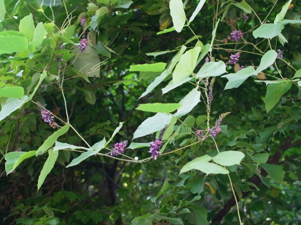 f:id:elmikamino:20110821114910j:image