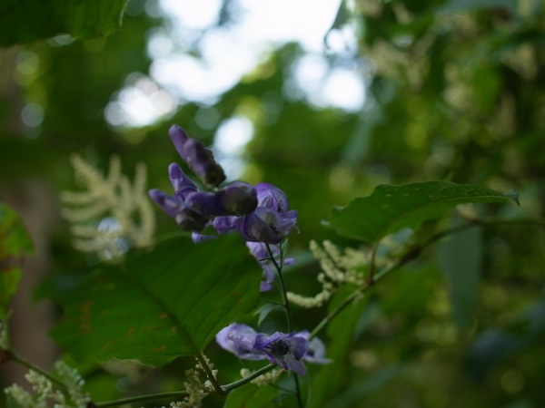 f:id:elmikamino:20110821115148j:image