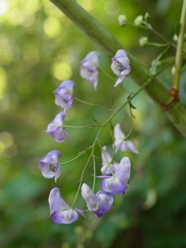 f:id:elmikamino:20110821115217j:image