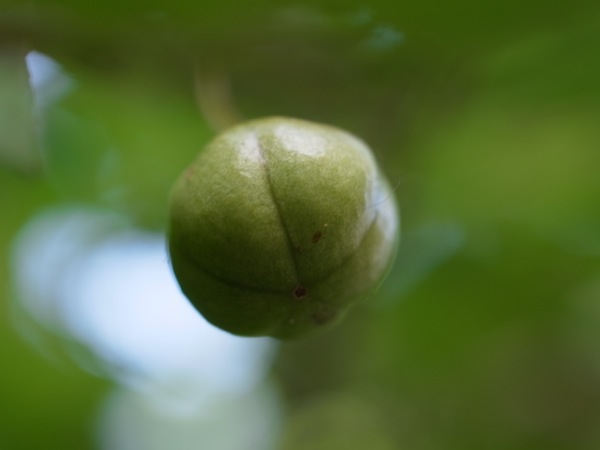 f:id:elmikamino:20110821115337j:image