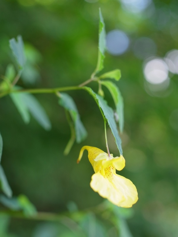 f:id:elmikamino:20110821115533j:image