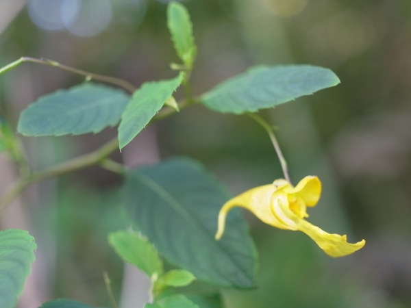 f:id:elmikamino:20110821115548j:image