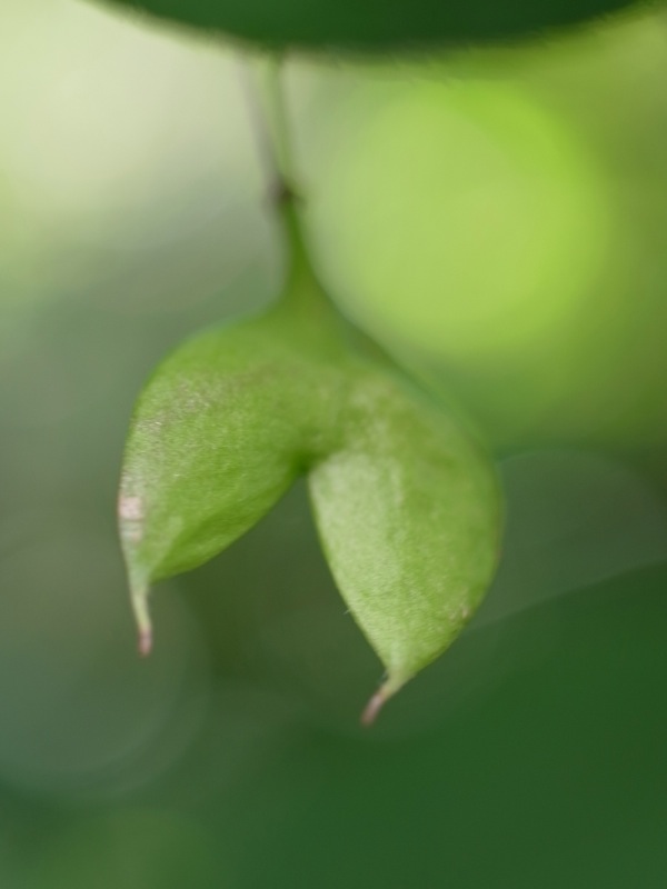 f:id:elmikamino:20110821115837j:image