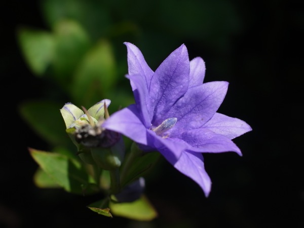 f:id:elmikamino:20110821120732j:image