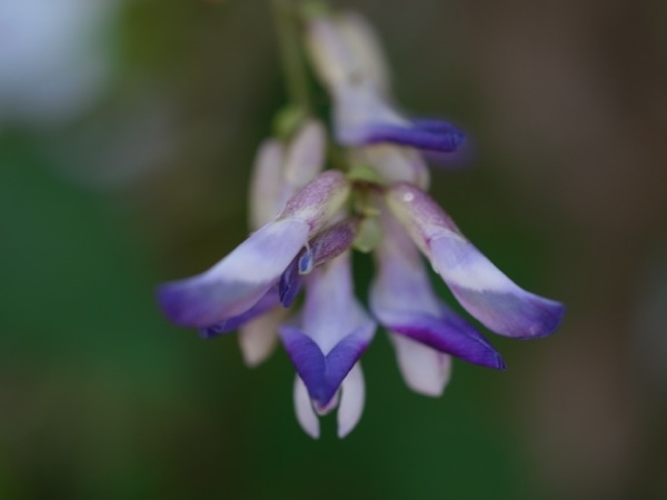 f:id:elmikamino:20110821120905j:image