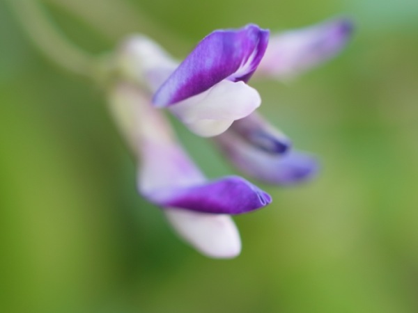 f:id:elmikamino:20110821120937j:image