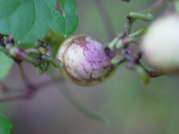 f:id:elmikamino:20110821121231j:image