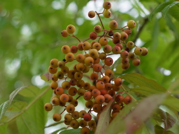 f:id:elmikamino:20110824115307j:image
