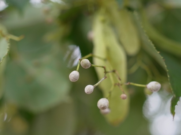 f:id:elmikamino:20110824115432j:image