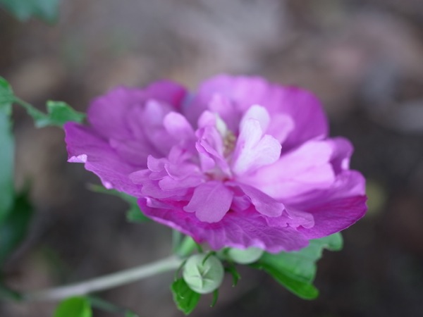 f:id:elmikamino:20110824120056j:image