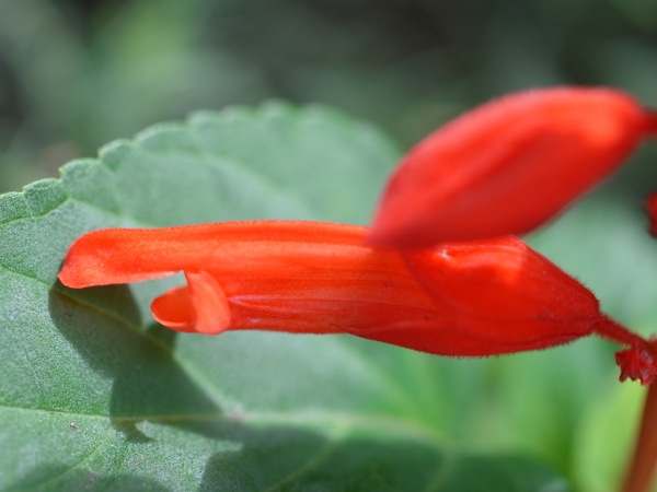 f:id:elmikamino:20110824120445j:image
