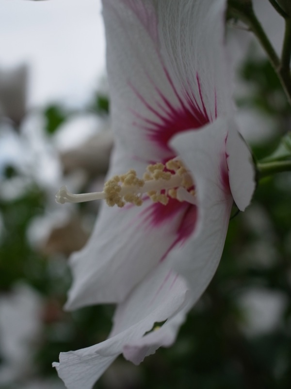 f:id:elmikamino:20110824121112j:image