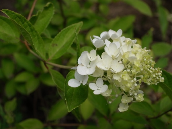 f:id:elmikamino:20110824121338j:image