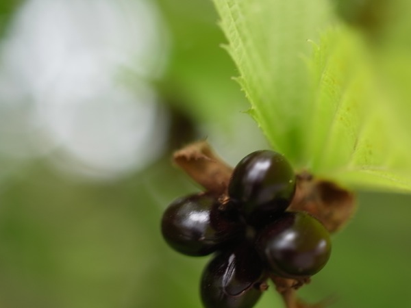 f:id:elmikamino:20110824121511j:image