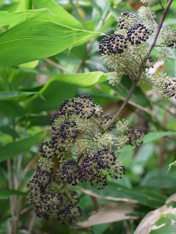 f:id:elmikamino:20110824122318j:image