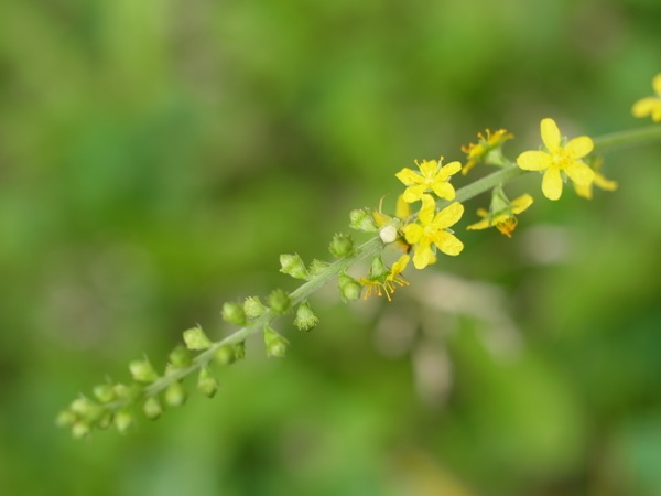 f:id:elmikamino:20110824123017j:image