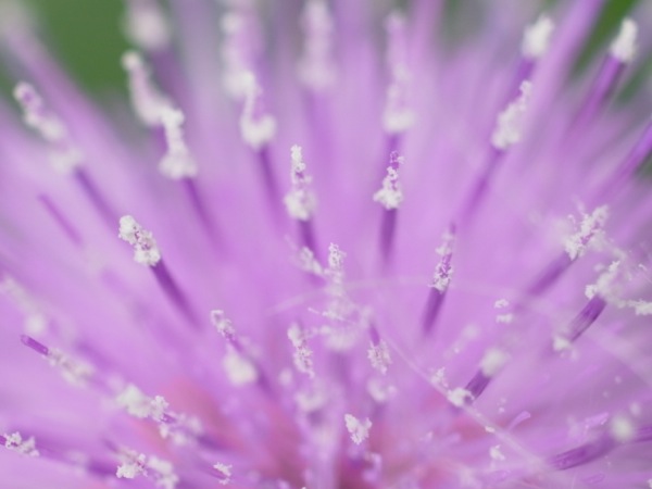 f:id:elmikamino:20110824123724j:image