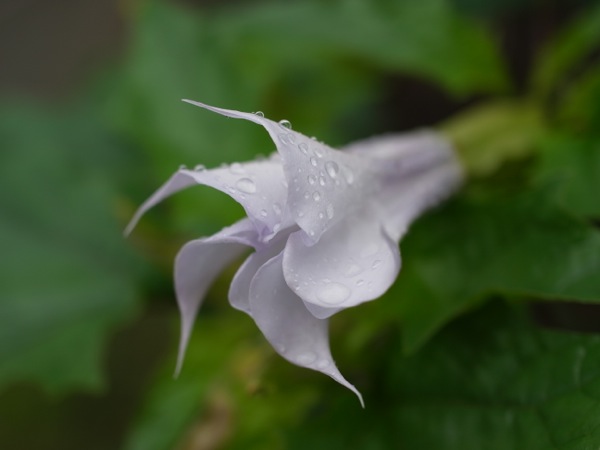 f:id:elmikamino:20110825101828j:image