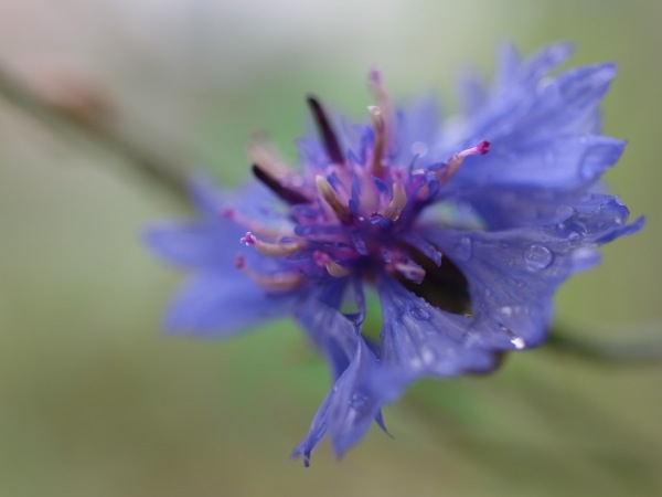 f:id:elmikamino:20110825102025j:image