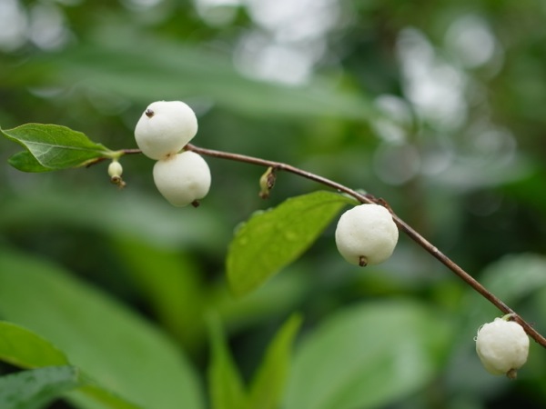 f:id:elmikamino:20110825102519j:image