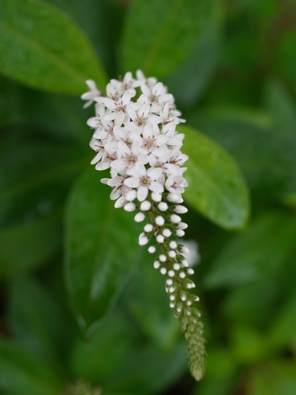 f:id:elmikamino:20110825102659j:image