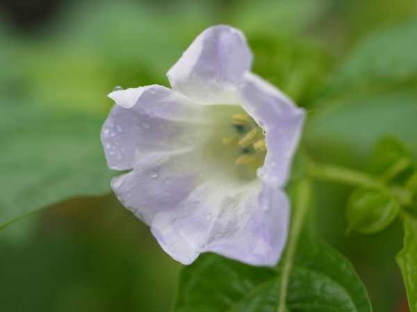 f:id:elmikamino:20110825102725j:image