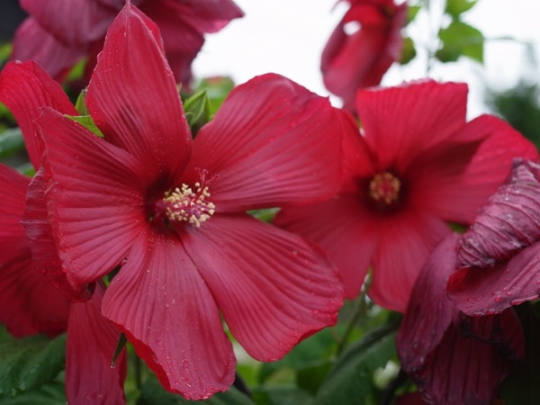 f:id:elmikamino:20110825103447j:image