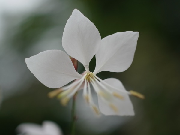 f:id:elmikamino:20110825103701j:image