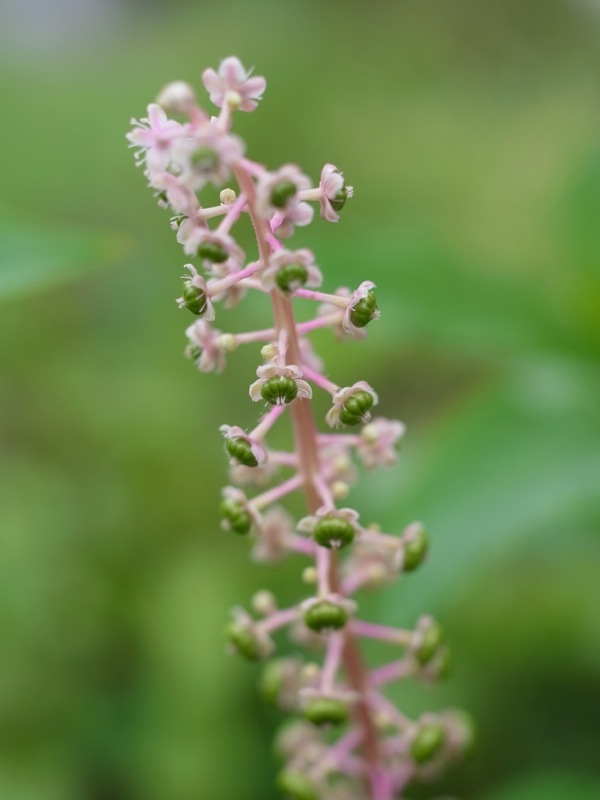 f:id:elmikamino:20110825105130j:image