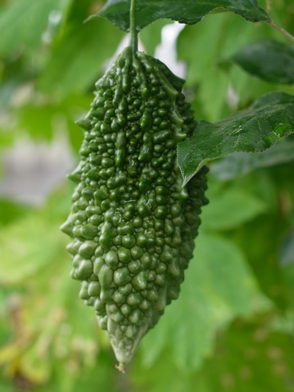 f:id:elmikamino:20110825105305j:image