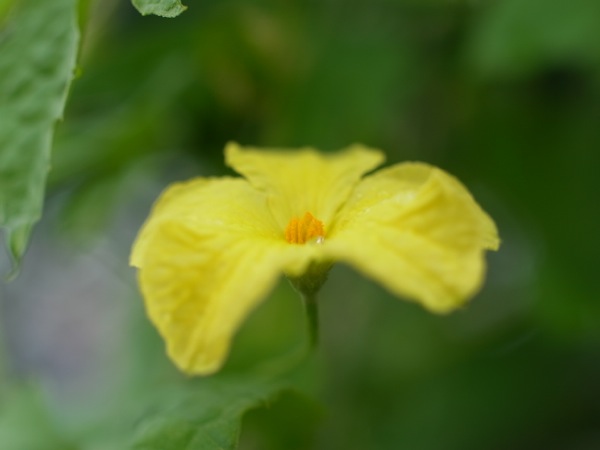 f:id:elmikamino:20110825105334j:image