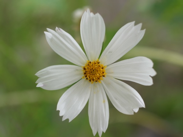 f:id:elmikamino:20110825110945j:image