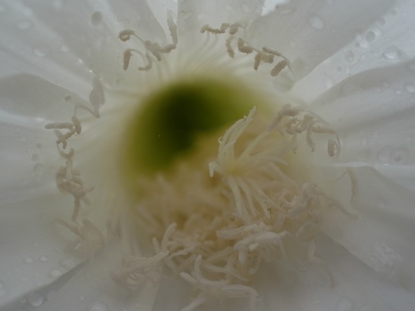 f:id:elmikamino:20110825111234j:image