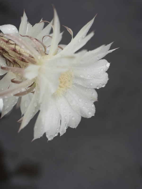 f:id:elmikamino:20110825111305j:image