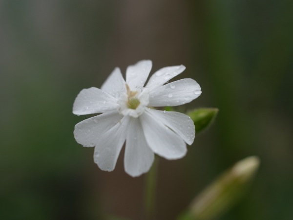 f:id:elmikamino:20110825111641j:image