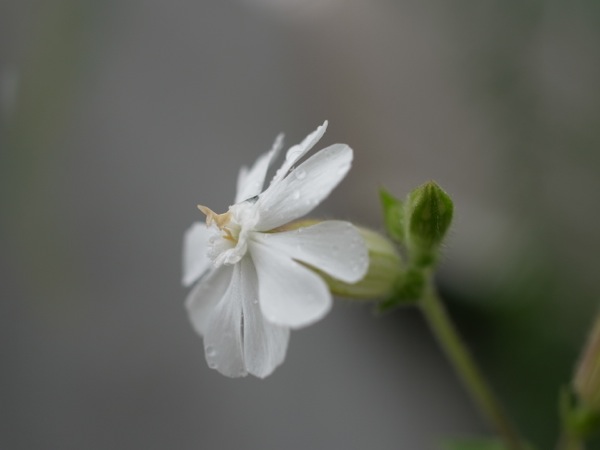 f:id:elmikamino:20110825111657j:image