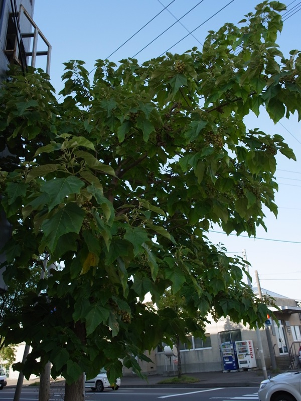 f:id:elmikamino:20110826154259j:image