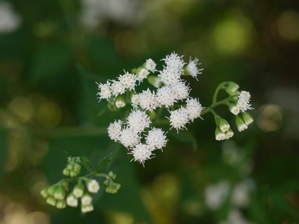 f:id:elmikamino:20110827165023j:image