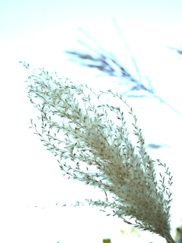 f:id:elmikamino:20110828164156j:image