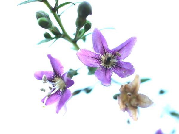 f:id:elmikamino:20110828164323j:image