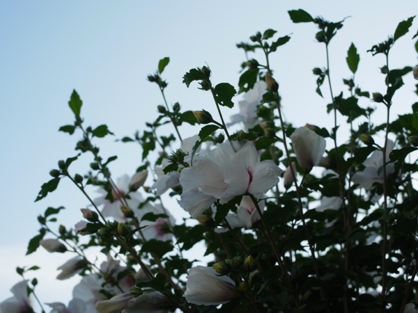 f:id:elmikamino:20110828165712j:image