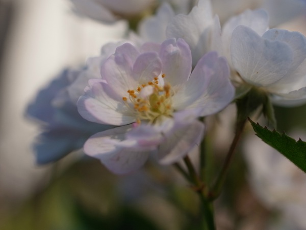 f:id:elmikamino:20110828170044j:image