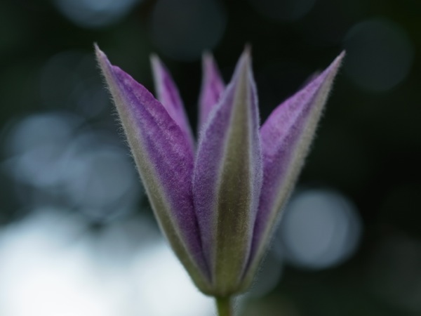 f:id:elmikamino:20110828170502j:image