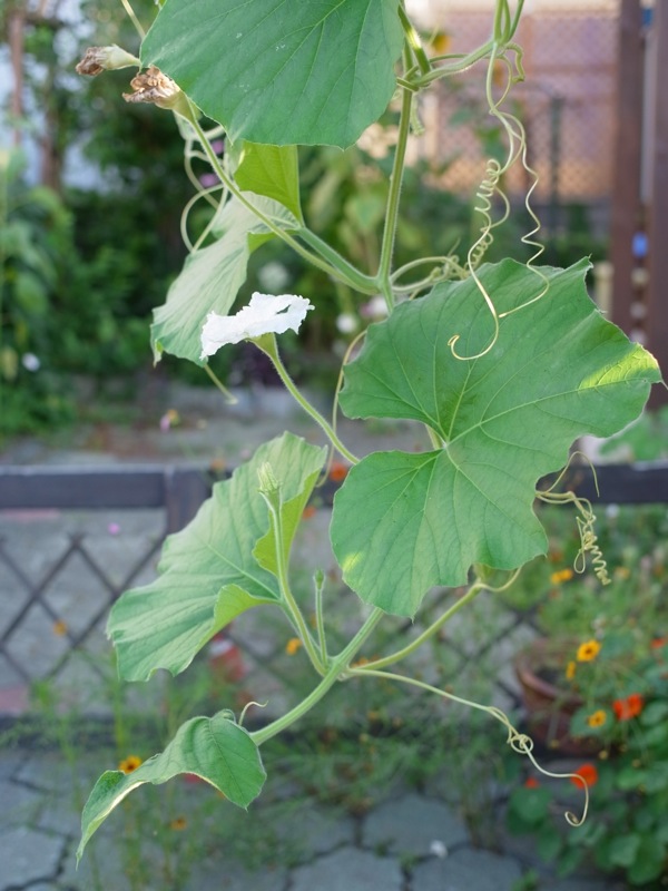 f:id:elmikamino:20110828170846j:image