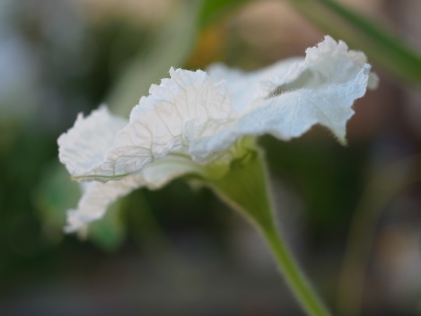 f:id:elmikamino:20110828170910j:image