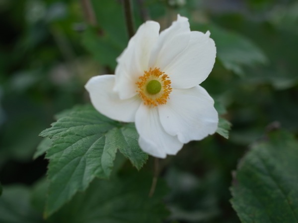 f:id:elmikamino:20110828172109j:image