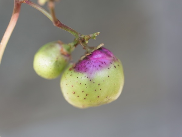 f:id:elmikamino:20110829100652j:image f:id:elmikamino:20110829100652j:image