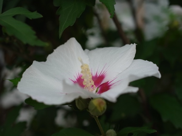 f:id:elmikamino:20110829102013j:image f:id:elmikamino:20110829102013j:image