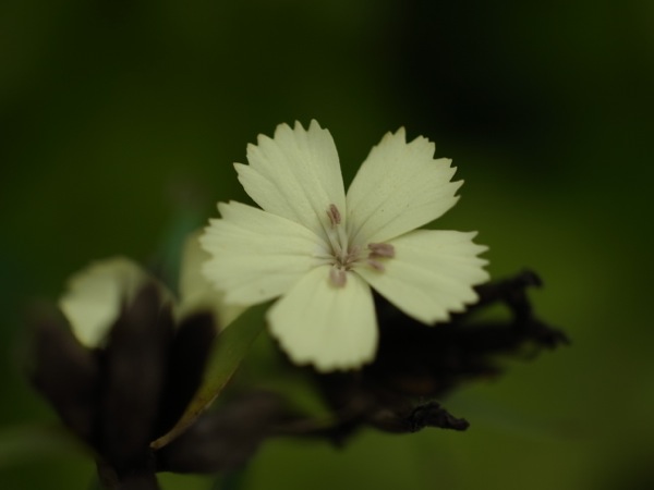f:id:elmikamino:20110910103724j:image